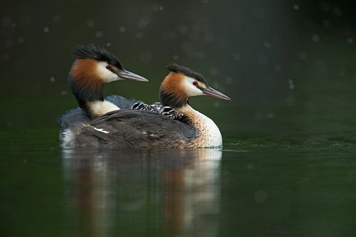 Haubentaucher ( Podiceps cristatus ) mit Jungvögeln auf dem Rücken