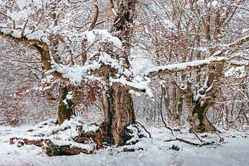Het bos in winterkleed