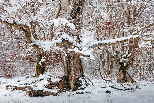 Het bos in winterkleed