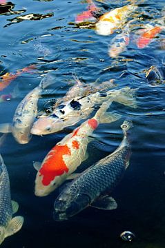 Koi Fische in einem Teich von Werner Lehmann
