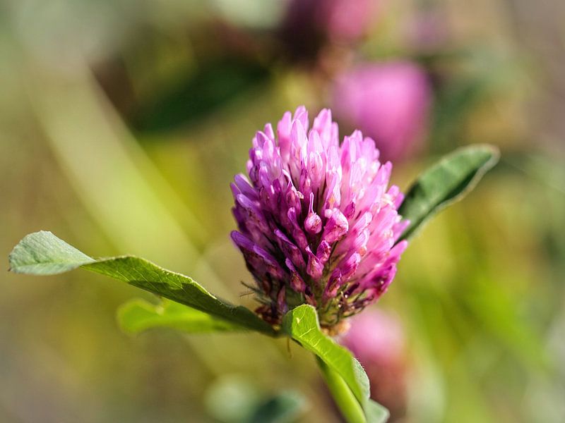 Bloeiende Klaver van Rob Boon