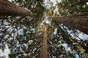 Redwood bomen van Thomas Marx