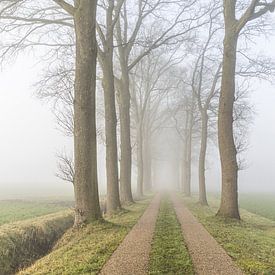 Betoverende mistige laan met statige bomen van Glenn Vanderbeke