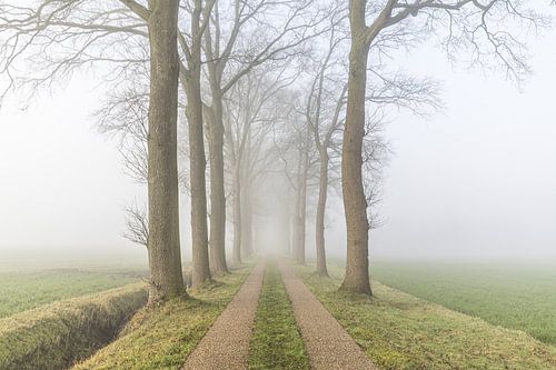 Betoverende mistige laan met statige bomen van Glenn Vanderbeke