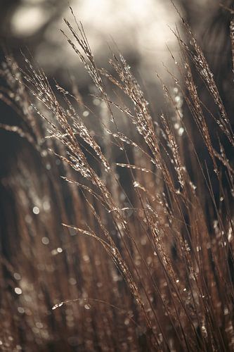 Dauwdruppels op gras, aardetinten