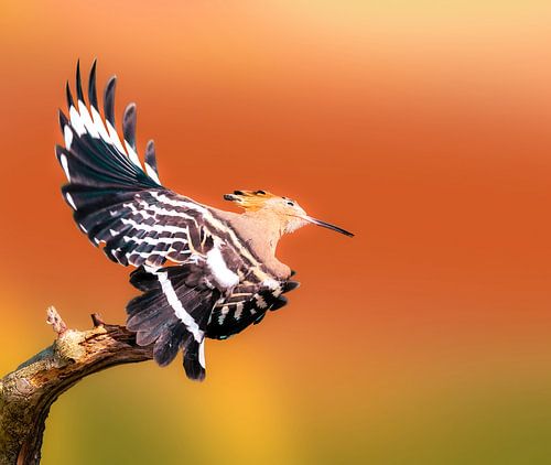 Hop Elégance van Edwin Alexander