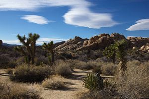 Joshua Baum National park