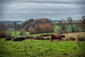 schotse hooglanders sur Bas Quaedvlieg