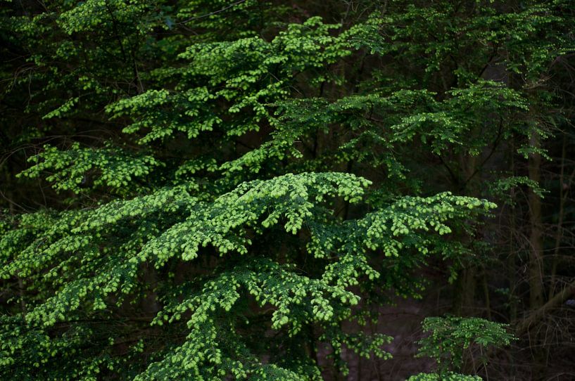 Green by Anita van Hengel