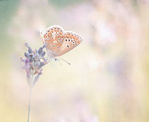 pêche papillon