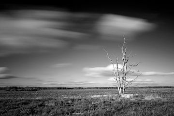 Abgestorbener Baum im Dwingelderveld in schwarz-weiß. von Humphry Jacobs