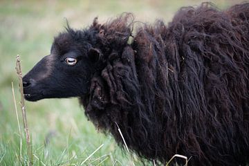 Black Heidschnucke in the meadow by Ulrike Leone