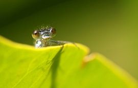 Fräulein von Frank Smedts