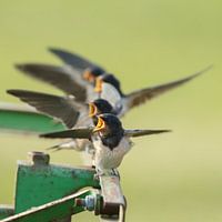 Barn Swallow