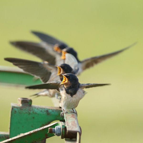 Jonge boerenzwaluwen van Menno Schaefer