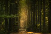 Golden Forest Avenue by Moetwil en van Dijk - Fotografie thumbnail
