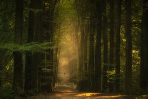 Golden Forest Avenue