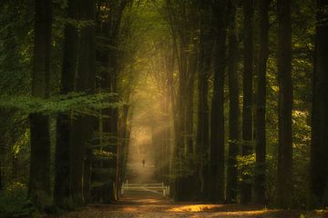 Gouden boslaan van Moetwil en van Dijk - Fotografie