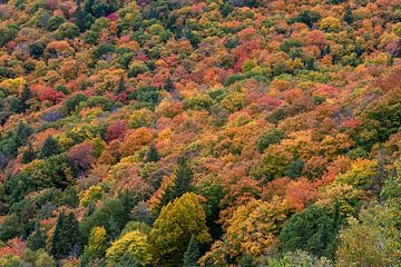 Bomen in herfstkleuren van Marjolijn Barten