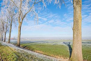Winterlandschap in de IJsseldelta met berijpte bomen van Sjoerd van der Wal Fotografie