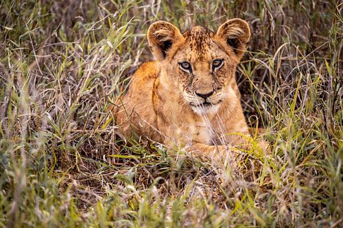 Vrije leeuwenwelp liggend in een weide in Kenia Afrika