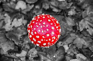 Fly agaric dans la forêt d'Amsterdam