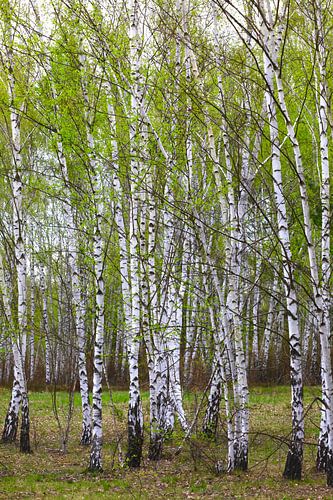 Birch Forest