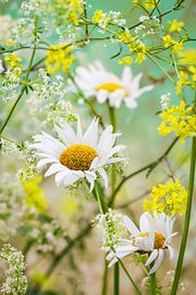 Sommer Flowerpower von Patricia van Kuik