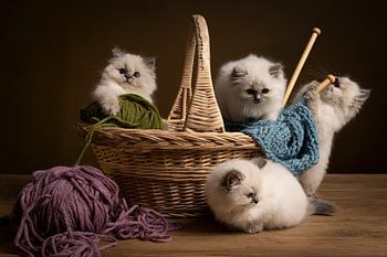 Nestje ragdoll kittens spelend in een breimand