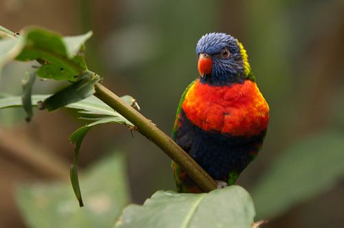 Colourful parrot on a bush