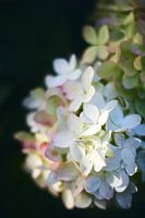 Hortensias dans le jardin, embrassés par le soleil du matin