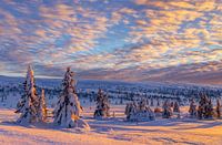 Winter Landscape in Norway
