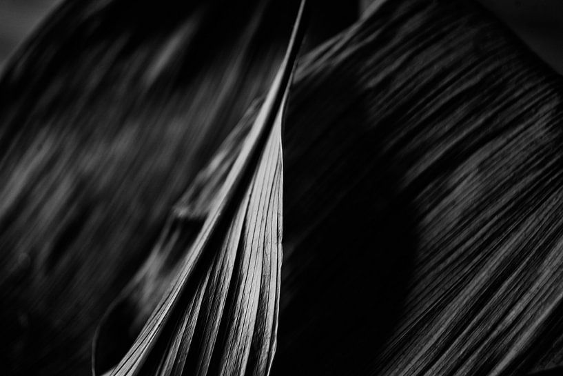 Lifelines by Petra Dreiling-Schewe