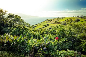 Flores, Açores, Portugal sur Marcel Bakker