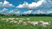 Cows and more cows