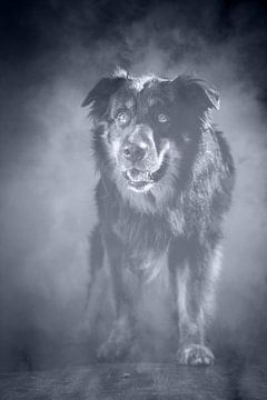 Dog in fog van Jana Behr