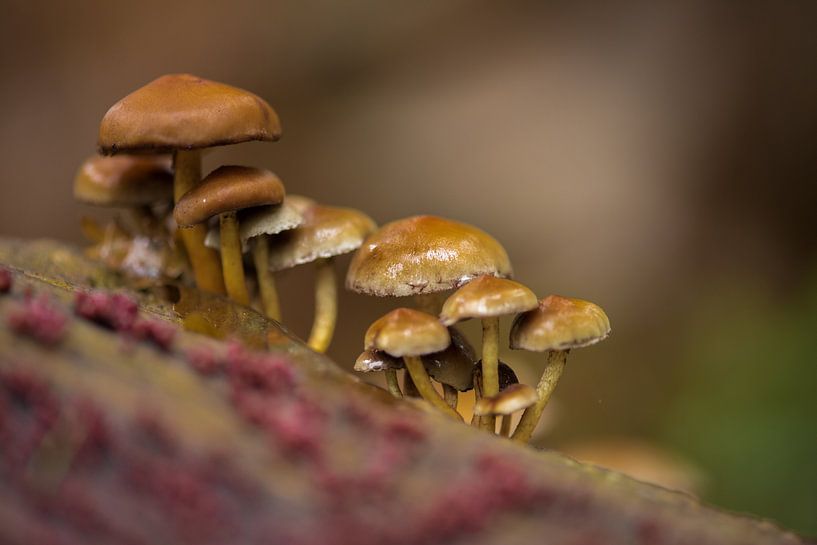 Paddestoelen op de Veluwe by Cilia Brandts