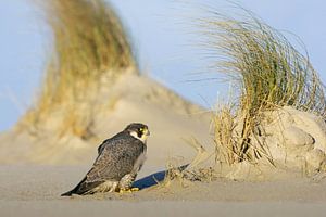 Erwachsener Wanderfalke am Strand einer Watteninsel