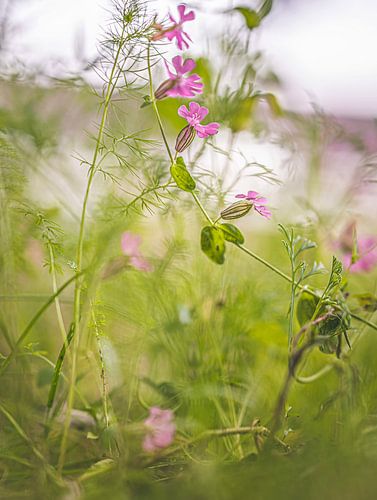 Wildflowers in the soft light.