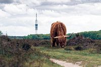 Scottish Highlander