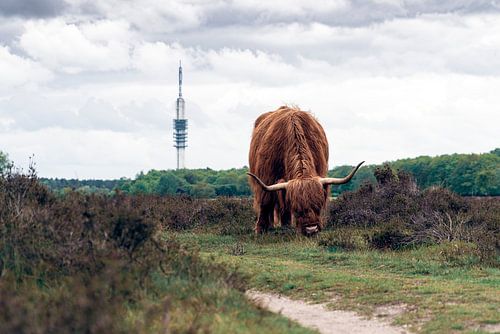 Schotse Hooglander van Thomas Duiker