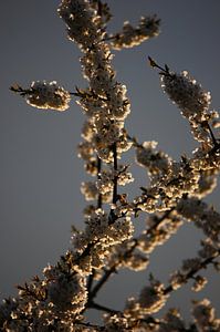 Abendsonne küsst ... von Meleah Fotografie