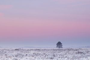 Tree under pink winter sky von Karla Leeftink