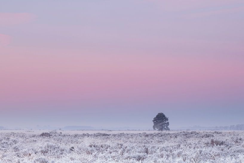 Boom onder roze winterlucht van Karla Leeftink