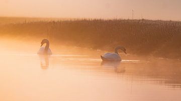 Swan Lake by WILBERT HEIJKOOP photography