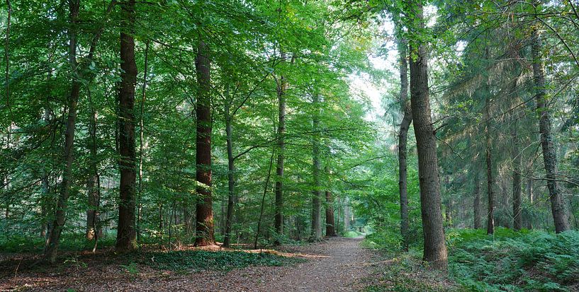 bospad door een gemengd bos van Wim vd Neut