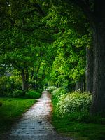 Waldweg