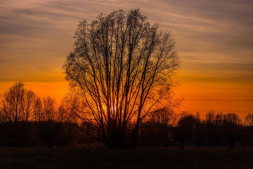 Sonnenuntergang hinter Baum von Johan van der Linde