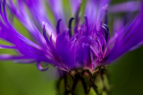 Paarse bloem