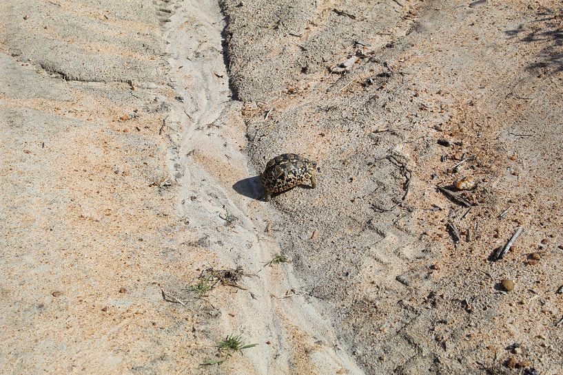 Schildkröte von Britney Suoss